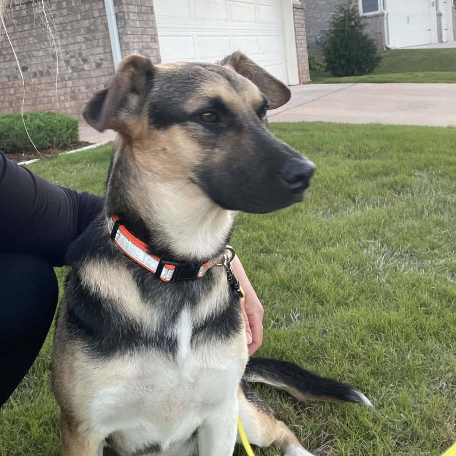 Enlarge Hazel, a Adoptable mixed breed in OKLAHOMA CITY, OK image 2/5