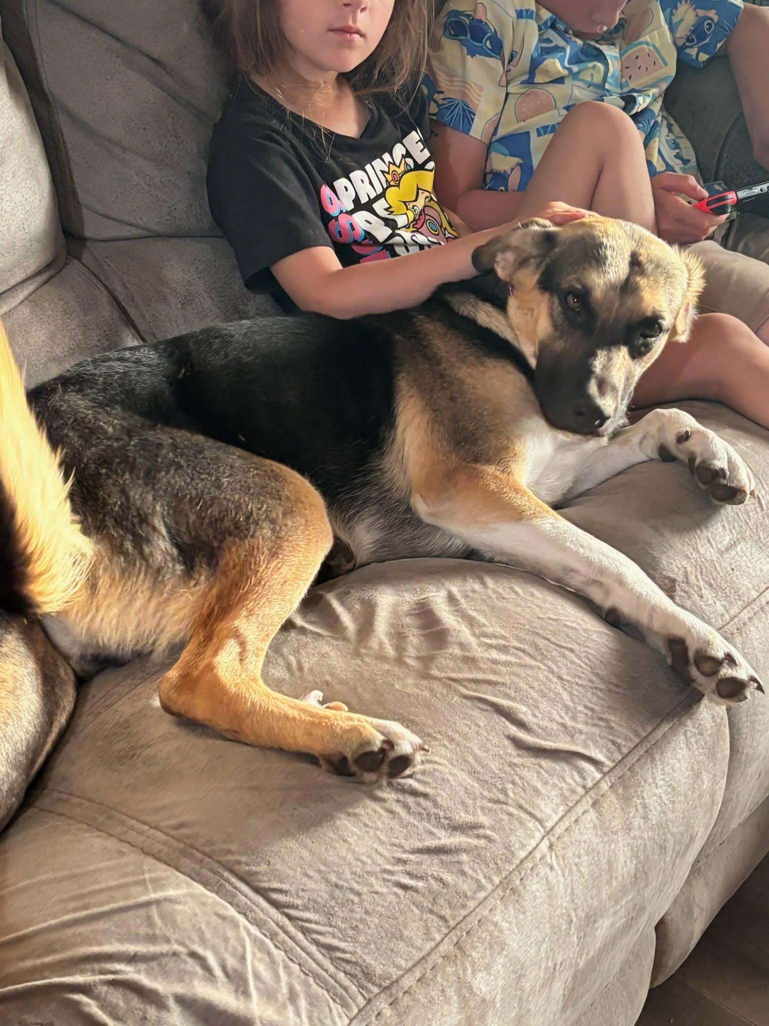 Enlarge Hazel, a Adoptable mixed breed in OKLAHOMA CITY, OK image 5/5
