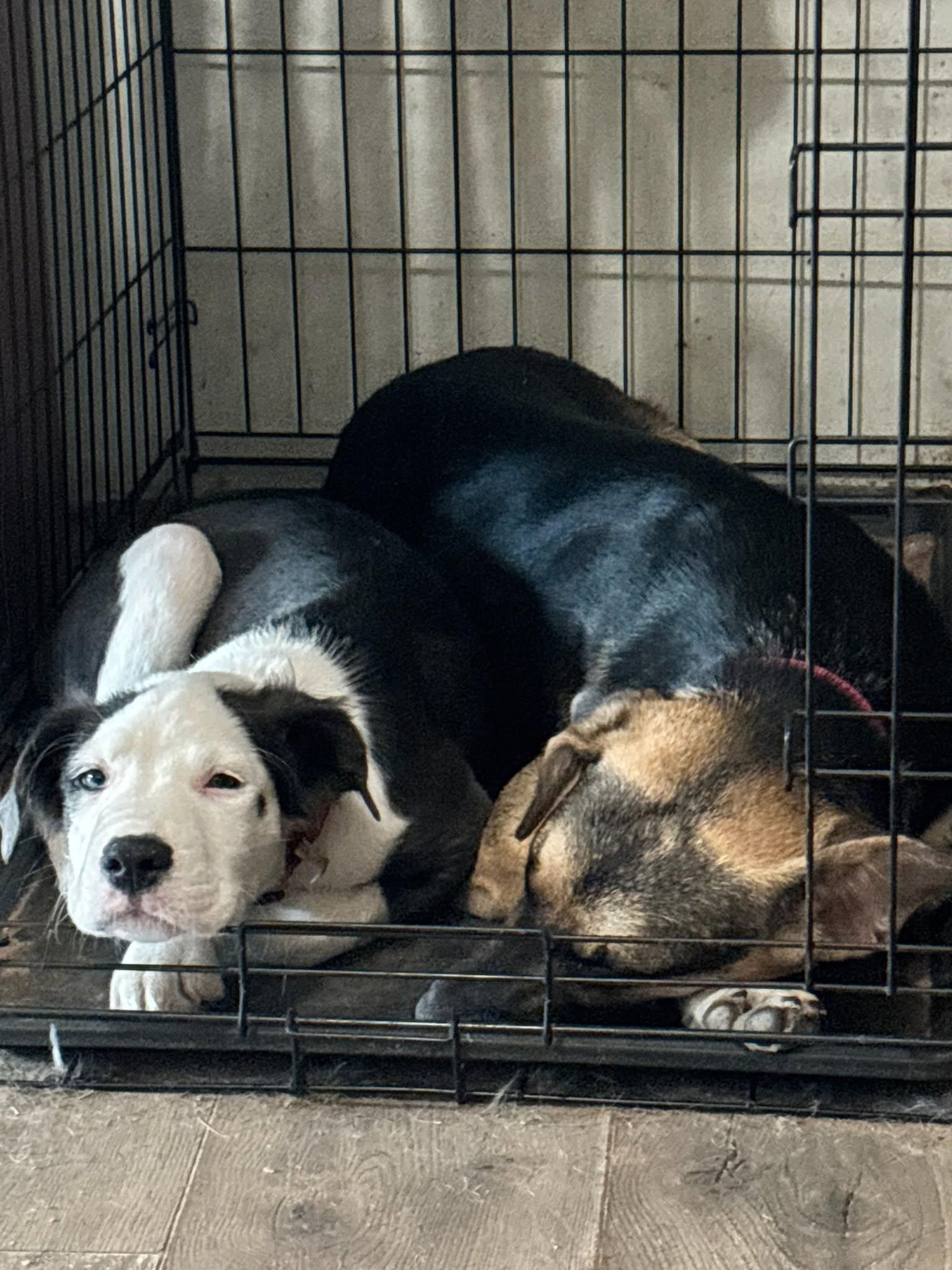 Enlarge Hazel, a Adoptable mixed breed in OKLAHOMA CITY, OK image 4/5