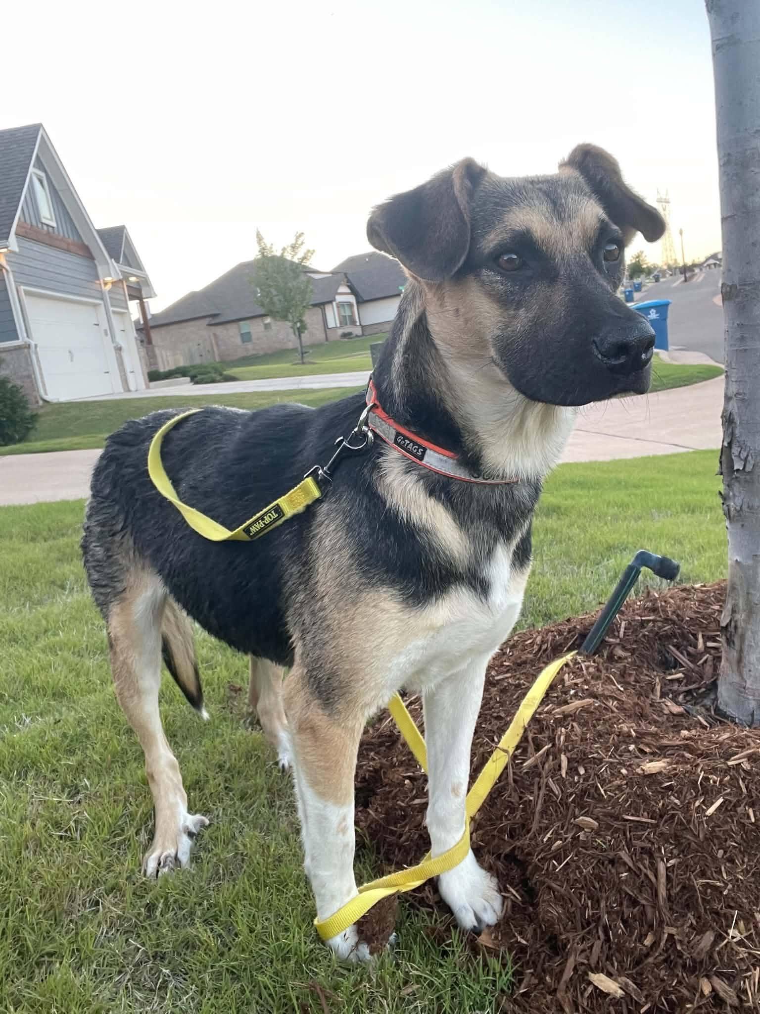 Hazel, Adoptable, Young Female German Shepherd Dog.
