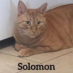 Solomon