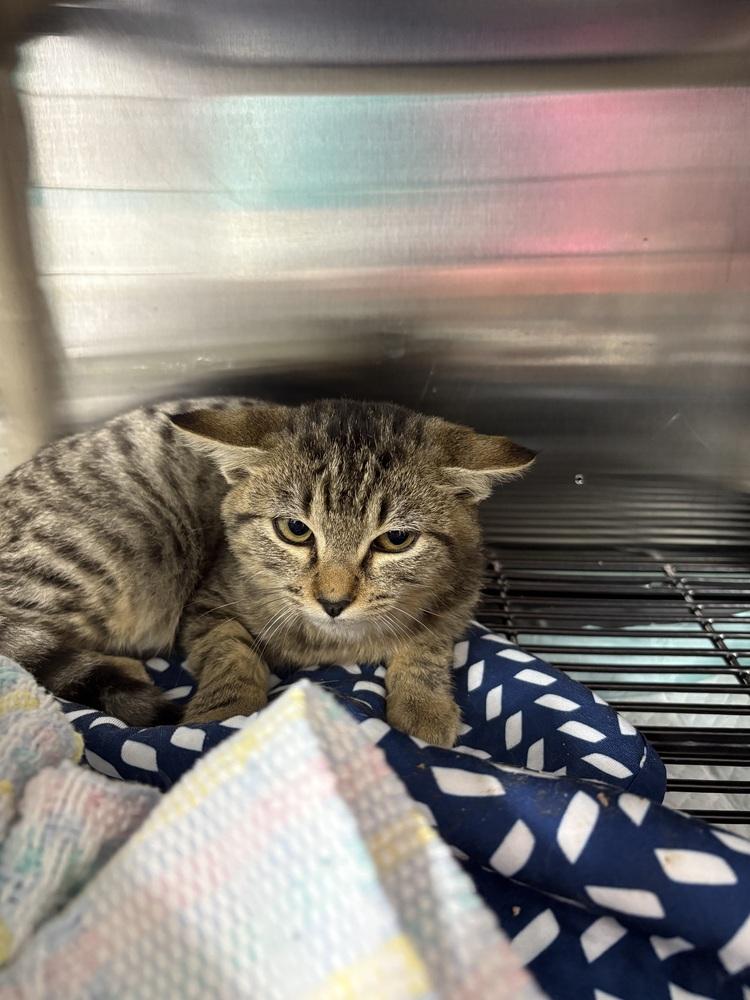 Charlotte, Adoptable, Kitten Female Domestic Short Hair.