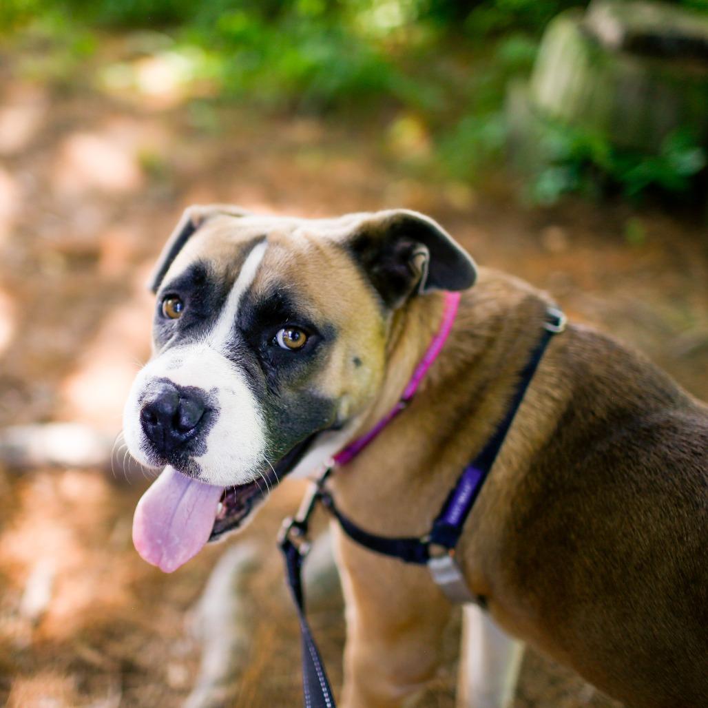 Enlarge Honey, a Adoptable mixed breed in Dover, NH image 2/5