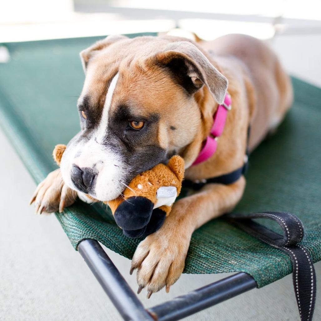 Enlarge Honey, a Adoptable mixed breed in Dover, NH image 3/5