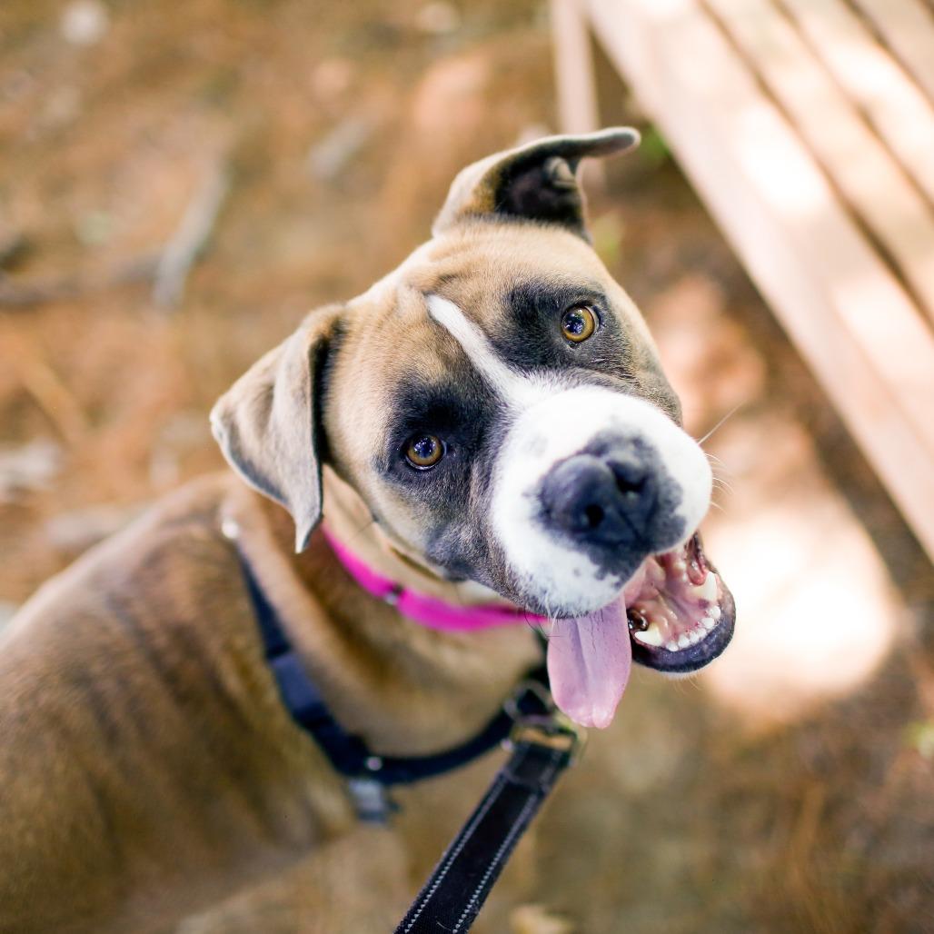 Enlarge Honey, a Adoptable mixed breed in Dover, NH image 4/5