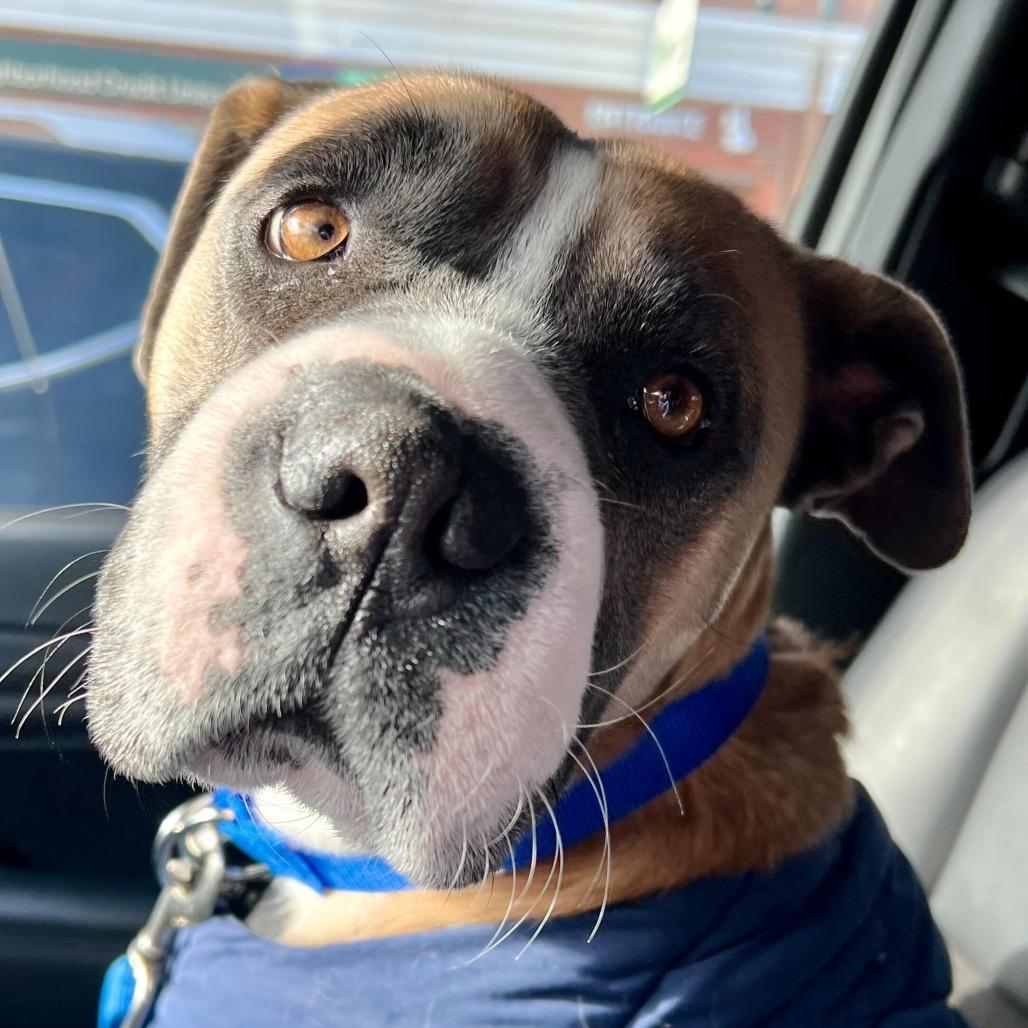 Enlarge Honey, a Adoptable mixed breed in Dover, NH image 5/5