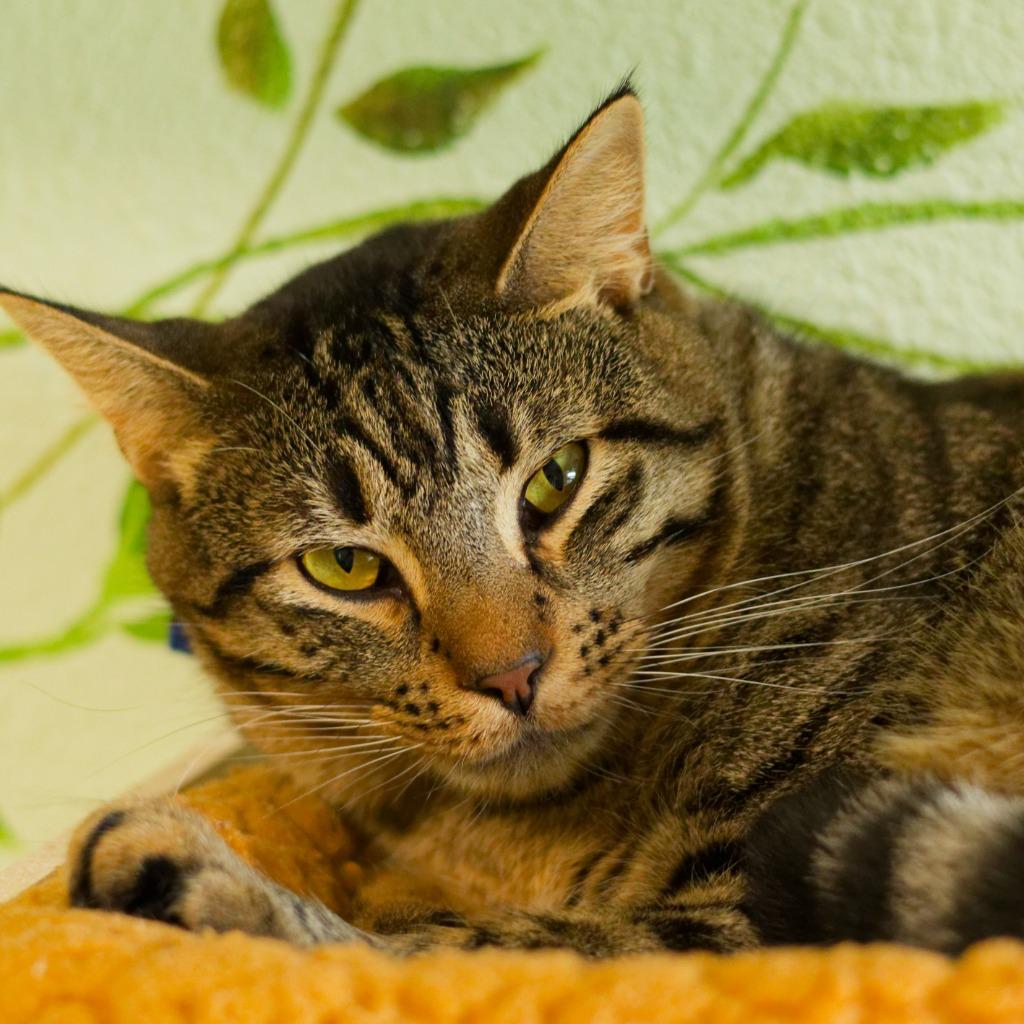 Professor Xavier, Adoptable, Young Male Domestic Short Hair.