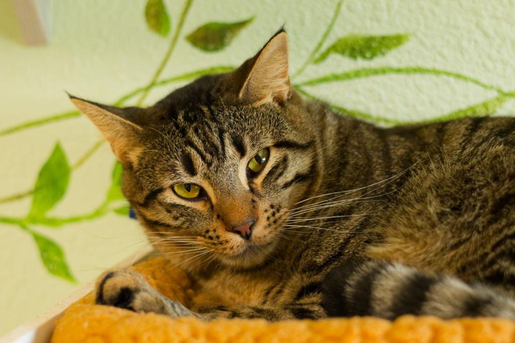 Professor Xavier, a Adoptable mixed breed in Hot Springs, AR image 2/5