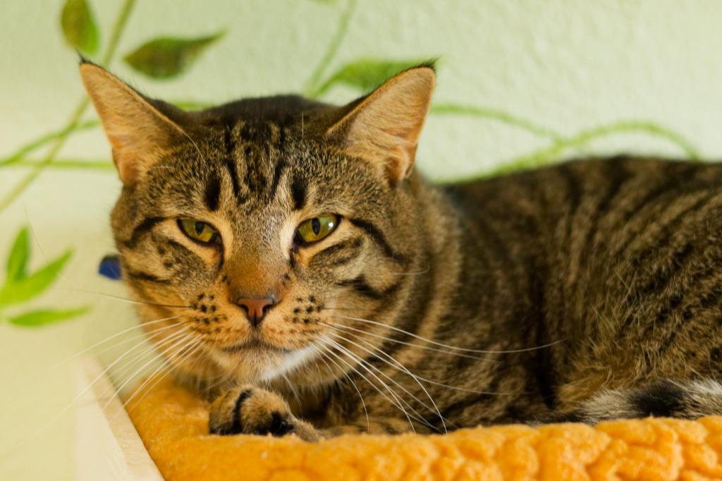 Professor Xavier, a Adoptable mixed breed in Hot Springs, AR image 3/5