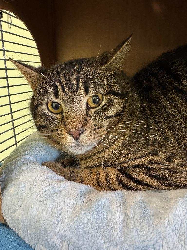 Enlarge Professor Xavier, a Adoptable mixed breed in Hot Springs, AR image 1/1