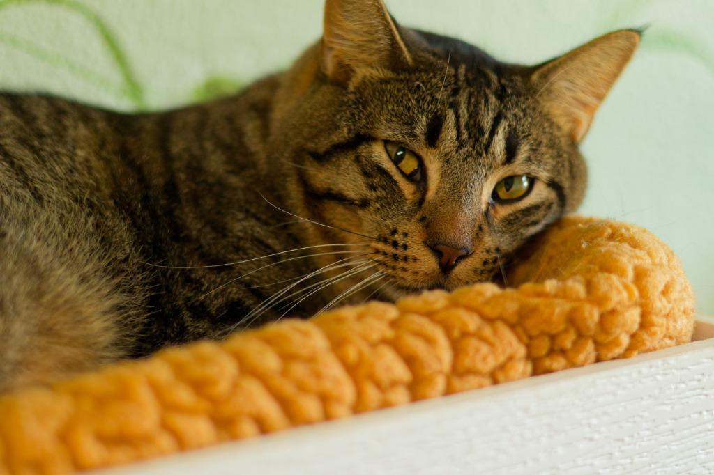 Professor Xavier, a Adoptable mixed breed in Hot Springs, AR image 5/5