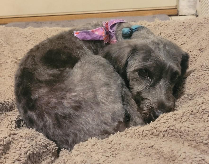 Enlarge SUZIE, a ADOPTABLE mixed breed in Westmont, IL image 3/6