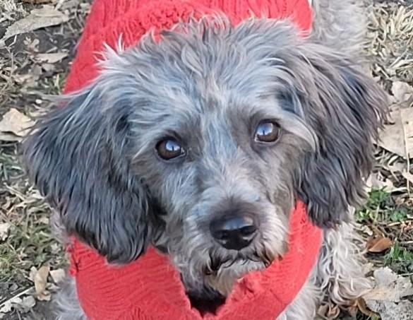 SUZIE, ADOPTABLE, Adult Female Schnoodle.