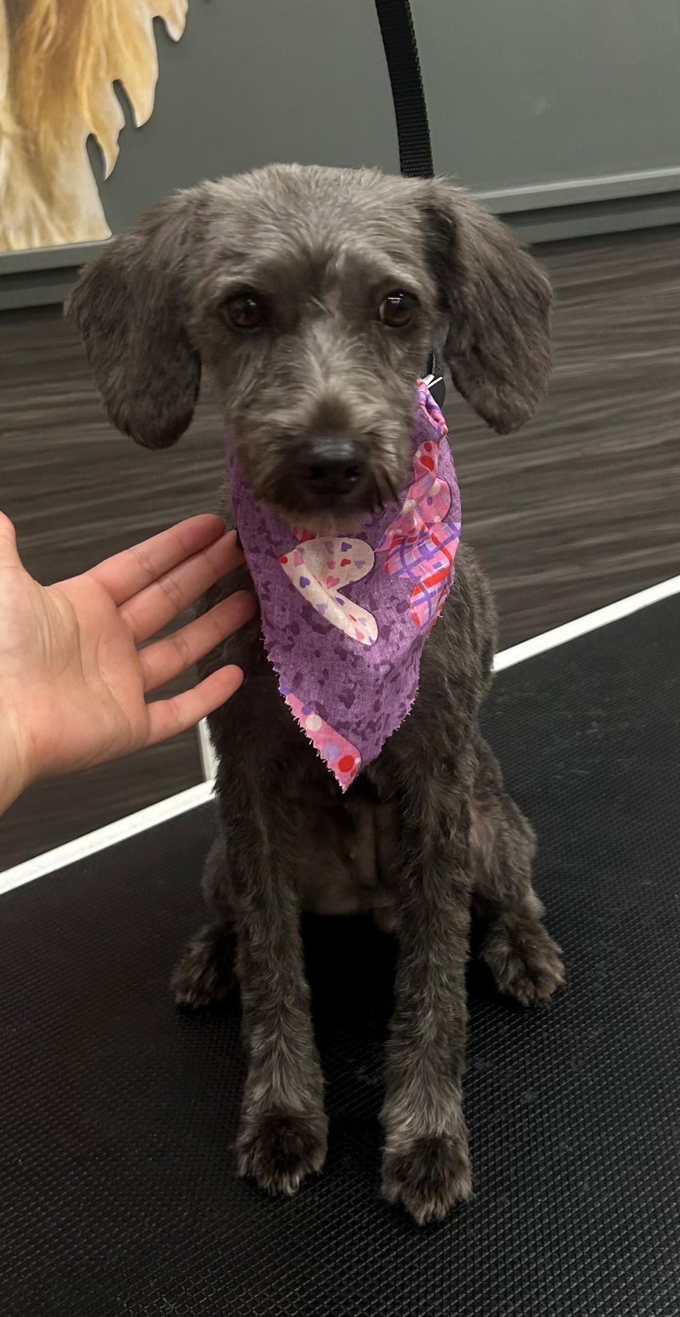 Enlarge SUZIE, a ADOPTABLE mixed breed in Westmont, IL image 2/6