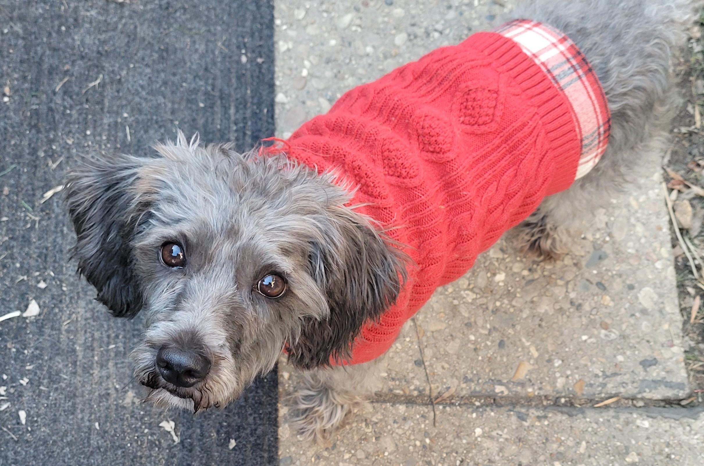 Enlarge SUZIE, a ADOPTABLE mixed breed in Westmont, IL image 6/6