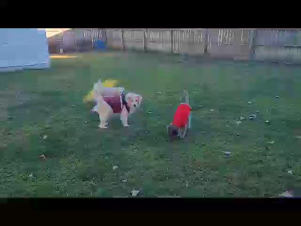 Enlarge SUZIE, a ADOPTABLE mixed breed in Westmont, IL video 5/6