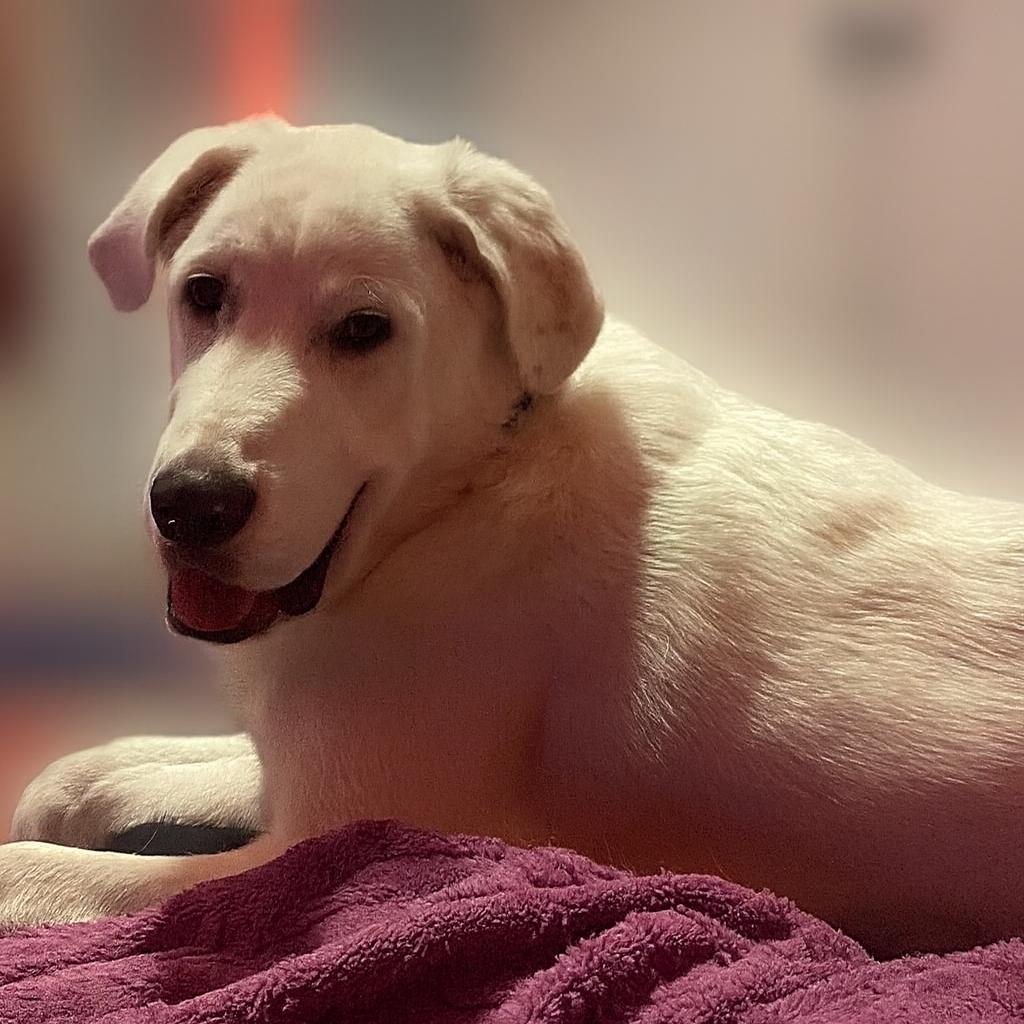 Enlarge OS Whiskey, a Adoptable Great Pyrenees in Bountiful, UT image 1/2