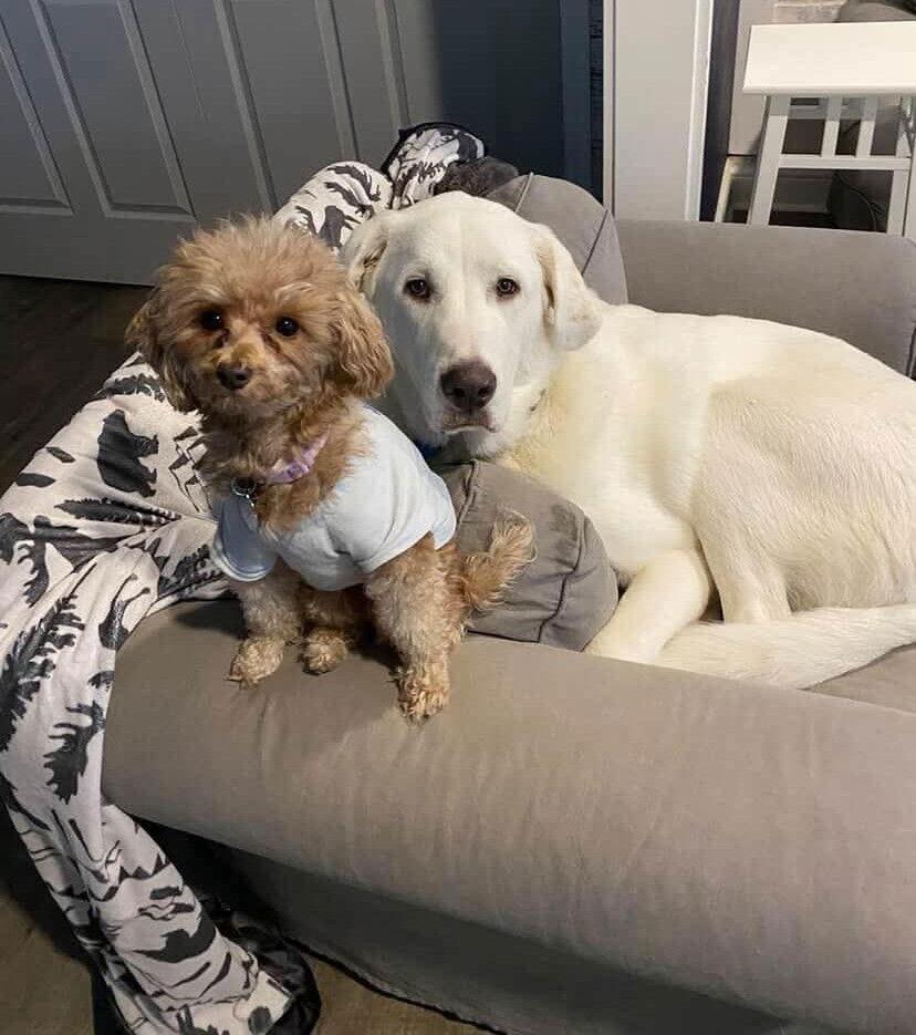 Enlarge OS Whiskey, a Adoptable Great Pyrenees in Bountiful, UT image 2/2