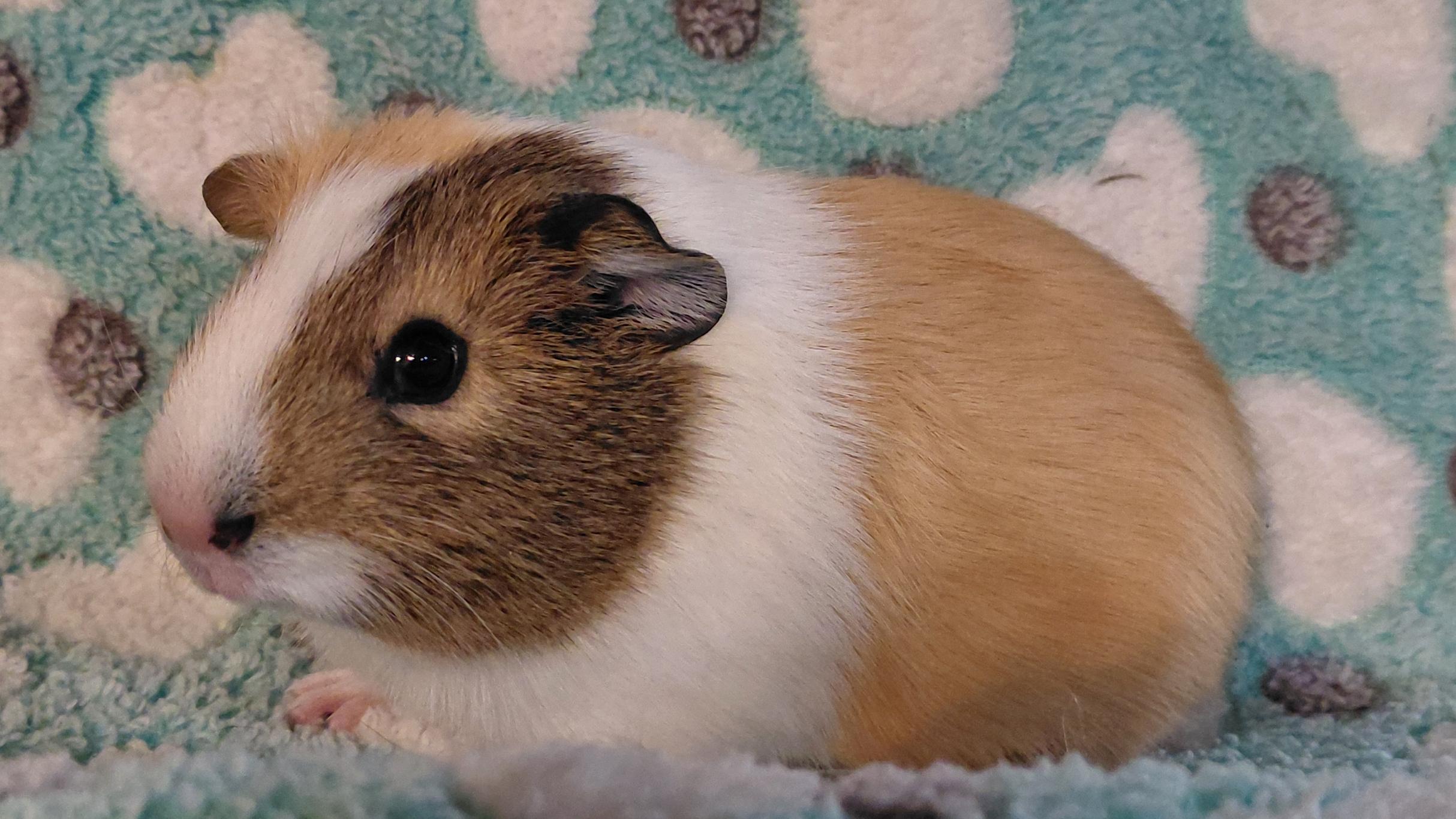 Liam, a ADOPTABLE Guinea Pig in Cincinnati, OH image 1/3
