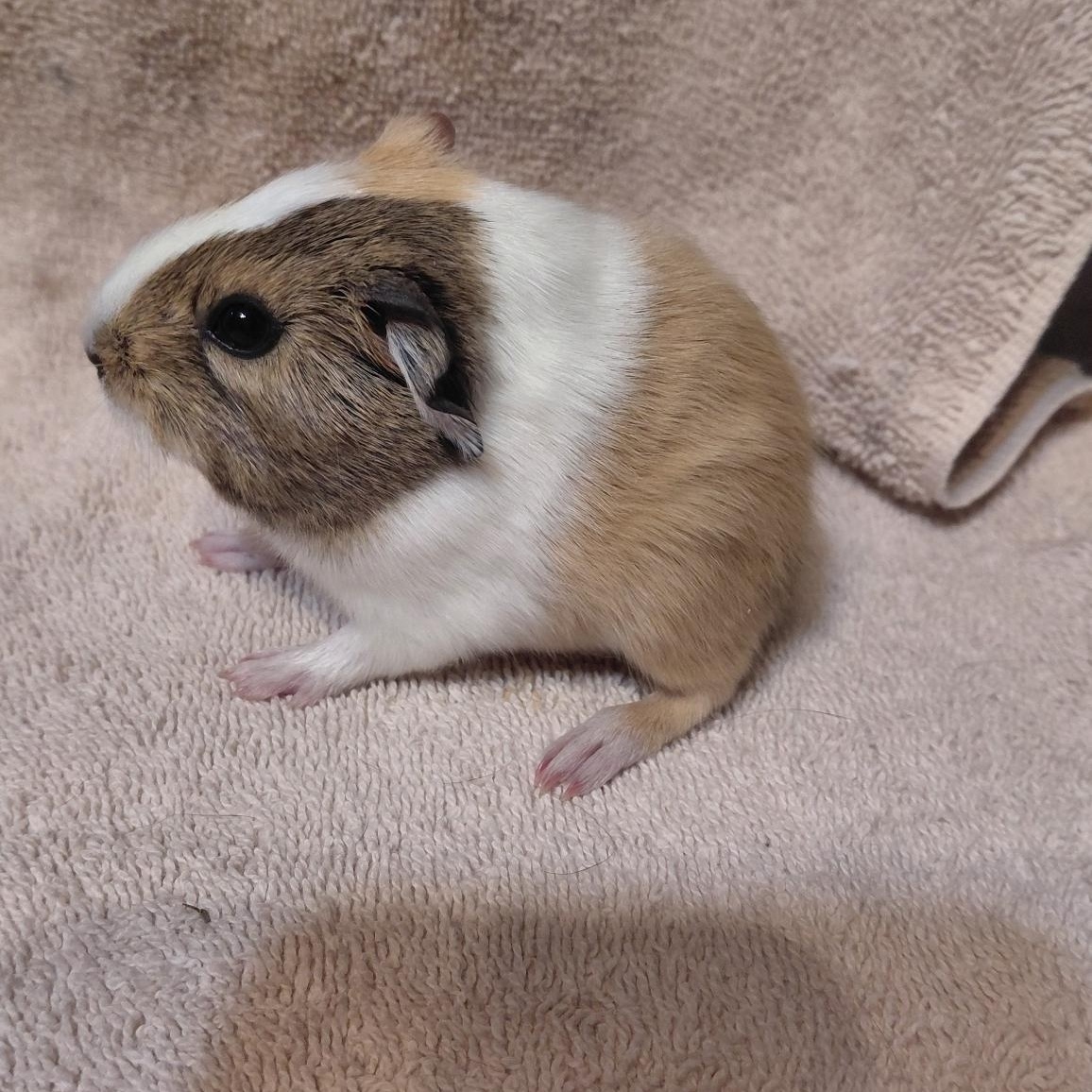Liam, a ADOPTABLE Guinea Pig in Cincinnati, OH image 3/3