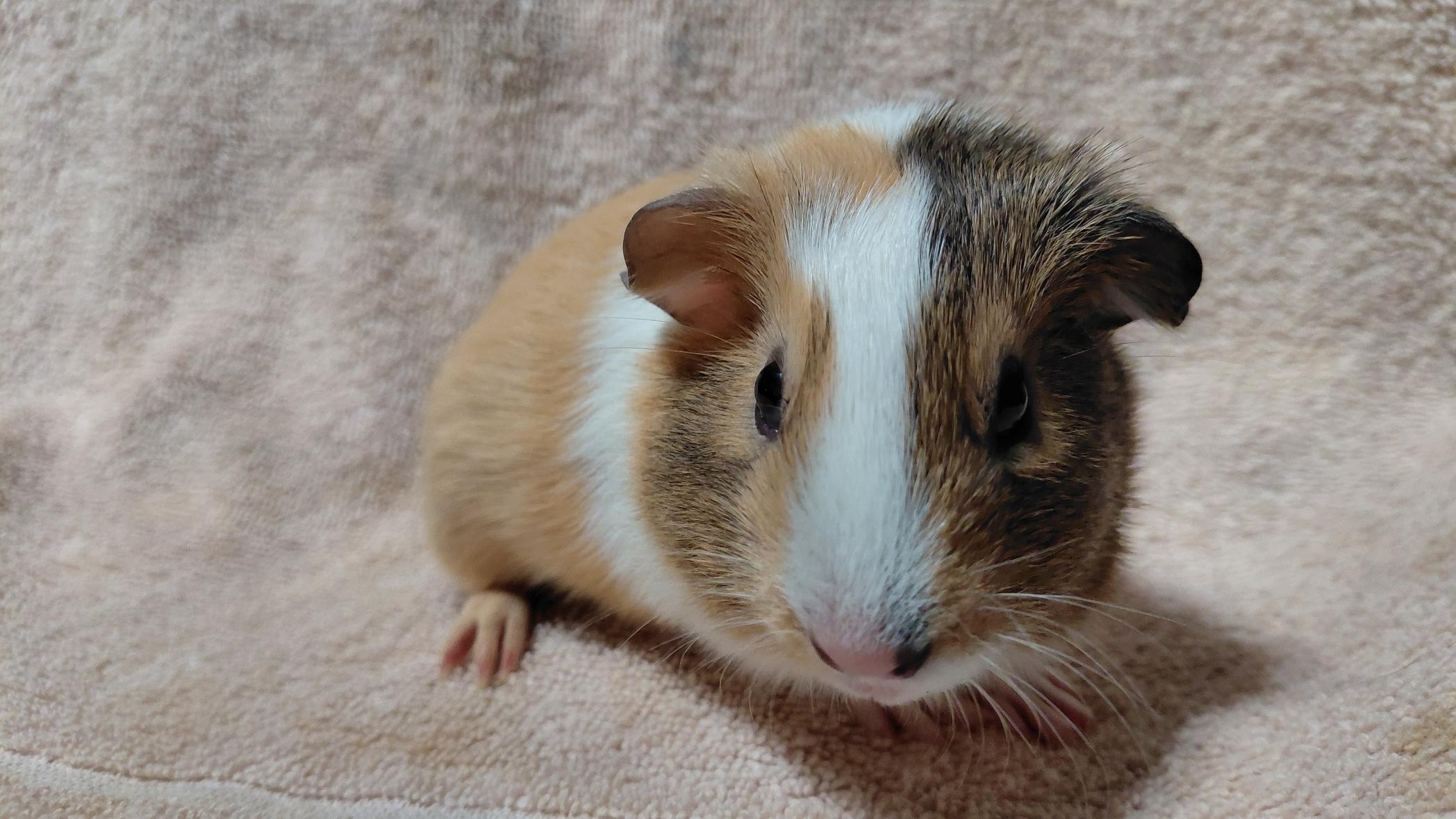 Liam, a ADOPTABLE Guinea Pig in Cincinnati, OH image 2/3