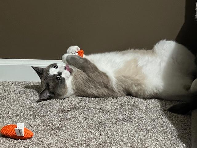 Gidget and Ash, an adoptable Siamese, Snowshoe in Pensacola, FL, 32506 | Photo Image 3