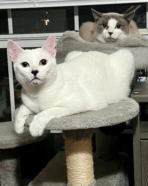 Gidget and Ash, an adoptable Siamese, Snowshoe in Pensacola, FL, 32506 | Photo Image 1