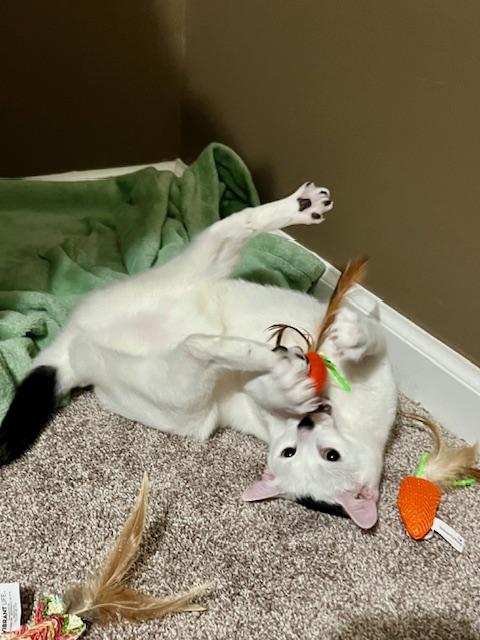 Gidget and Ash, an adoptable Siamese, Snowshoe in Pensacola, FL, 32506 | Photo Image 2