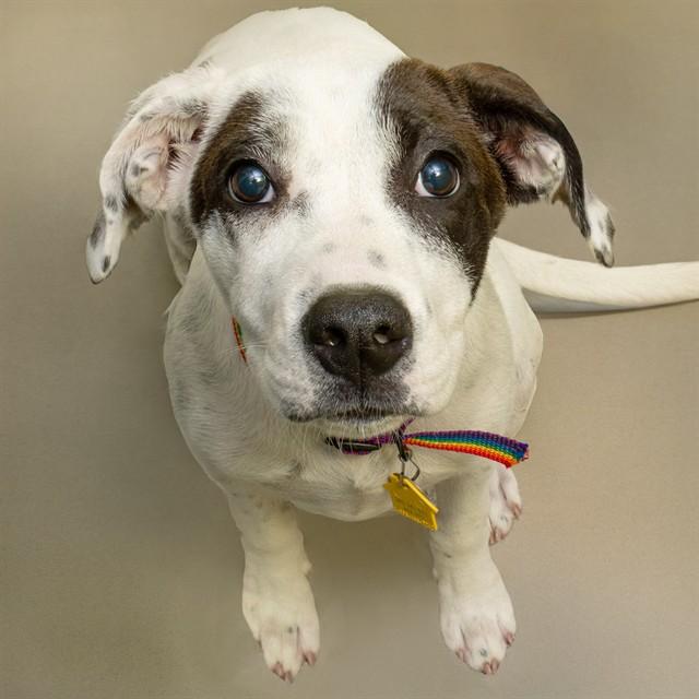 Enlarge CHALK, a Adoptable mixed breed in Saint Louis, MO image 1/1