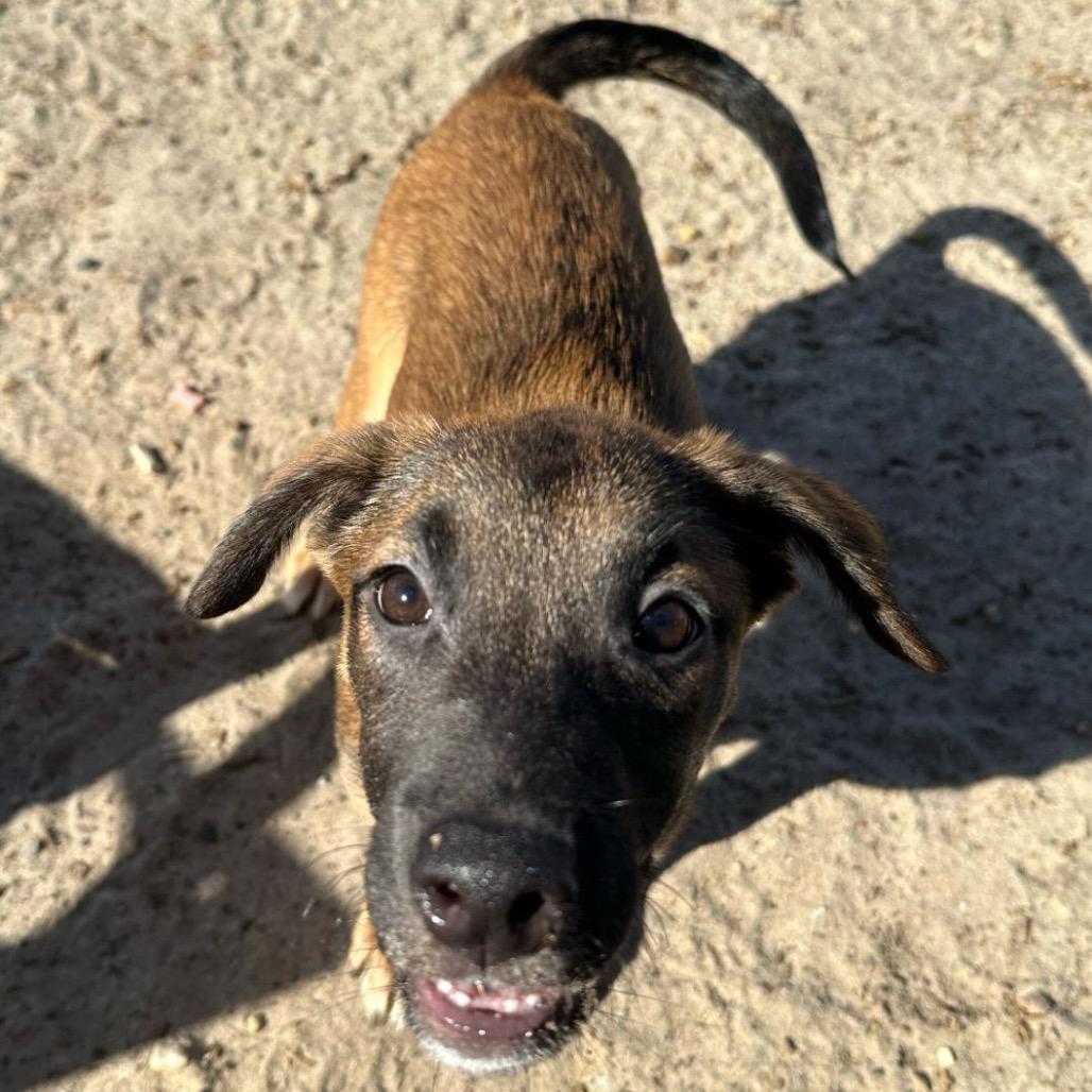 Brazil Nut — thumbnail 2