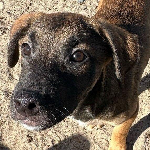 Brazil Nut — thumbnail 3