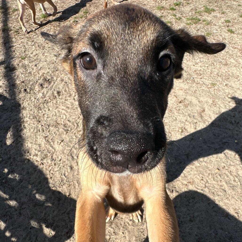 Brazil Nut — thumbnail 4