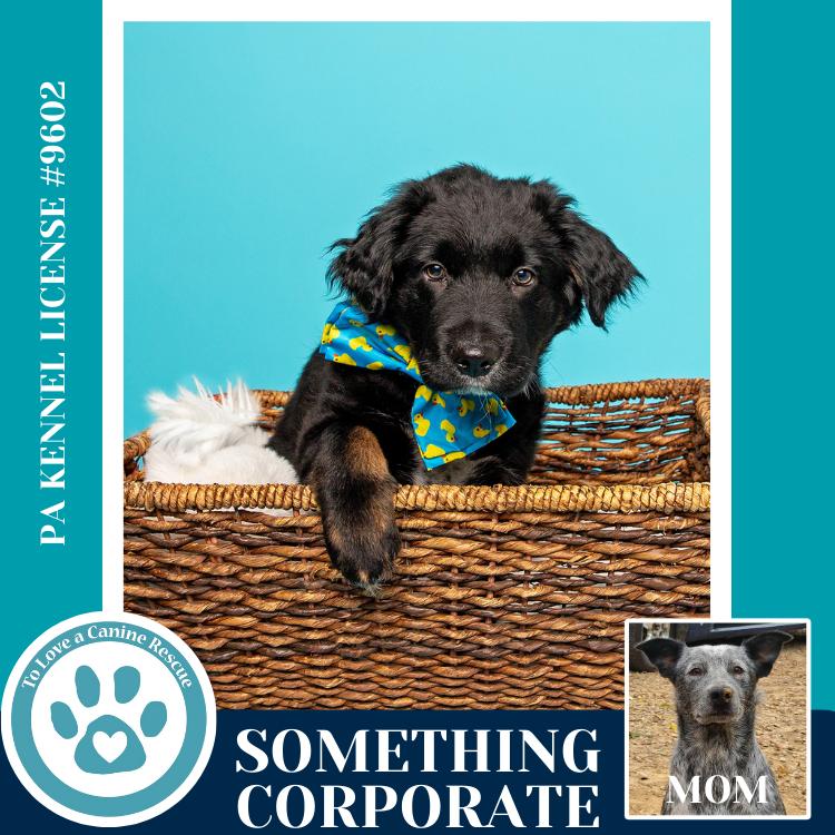 Something Corporate (Ellie May's Warped Tour Setlist), Adoptable, Puppy Male Border Collie & Australian Cattle Dog / Blue Heeler.