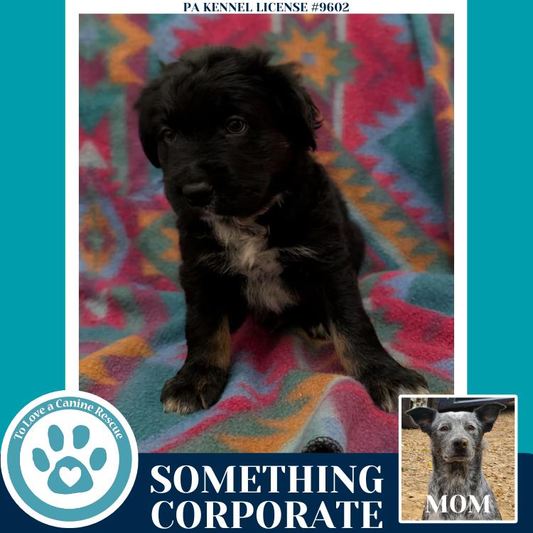 Enlarge Something Corporate (Ellie May's Warped Tour Setlist), a Adoptable mixed breed in Kimberton, PA image 2/5