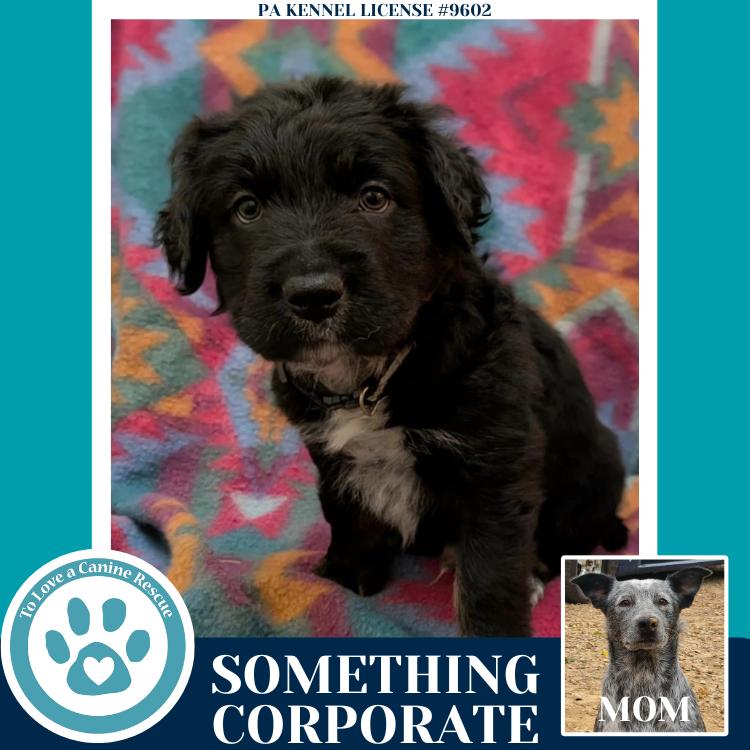 Enlarge Something Corporate (Ellie May's Warped Tour Setlist), a Adoptable mixed breed in Kimberton, PA image 3/5