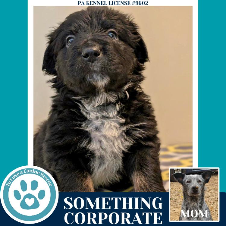 Enlarge Something Corporate (Ellie May's Warped Tour Setlist), a Adoptable mixed breed in Kimberton, PA image 4/5