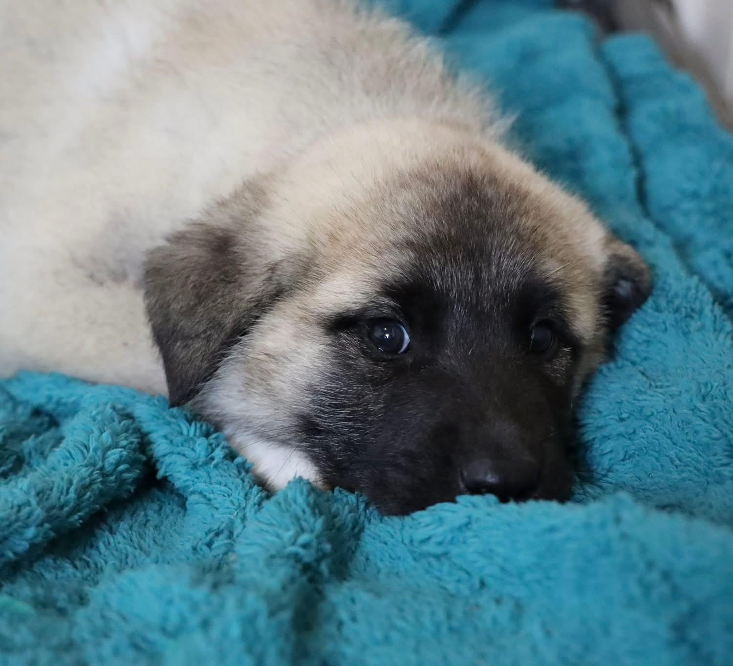 Valentine , an adopted Great Pyrenees in Southlake, TX image 2/2