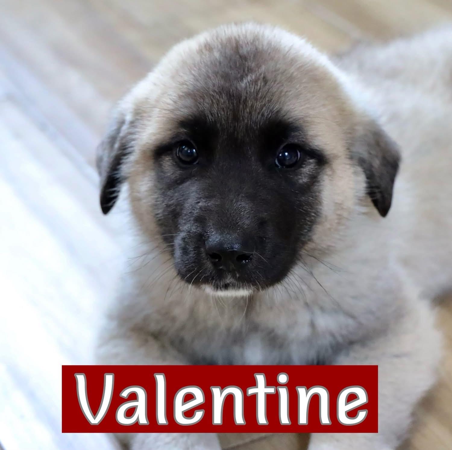 Valentine , an adopted Great Pyrenees in Southlake, TX image 1/2