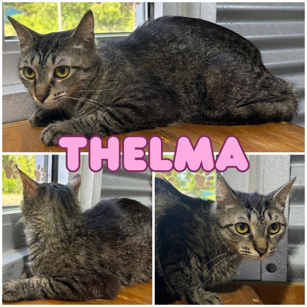 Enlarge Thelma- Silo, a Adoptable mixed breed in Pierceton, IN image 1/2