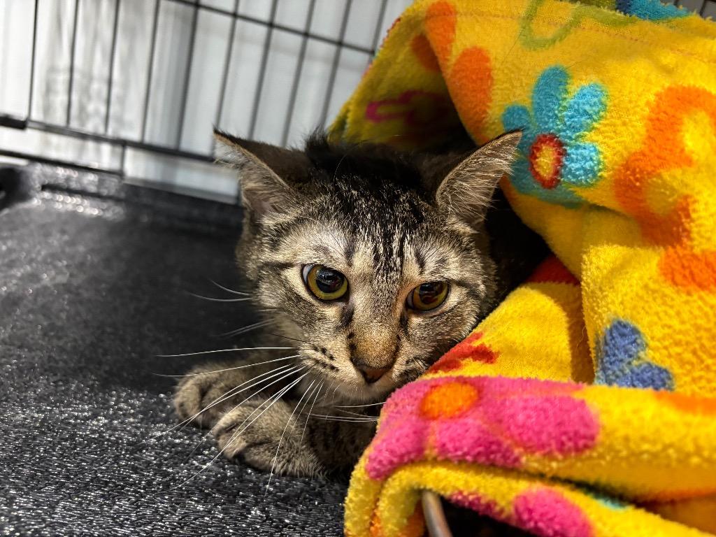 Enlarge Thelma- Silo, a Adoptable mixed breed in Pierceton, IN image 2/2