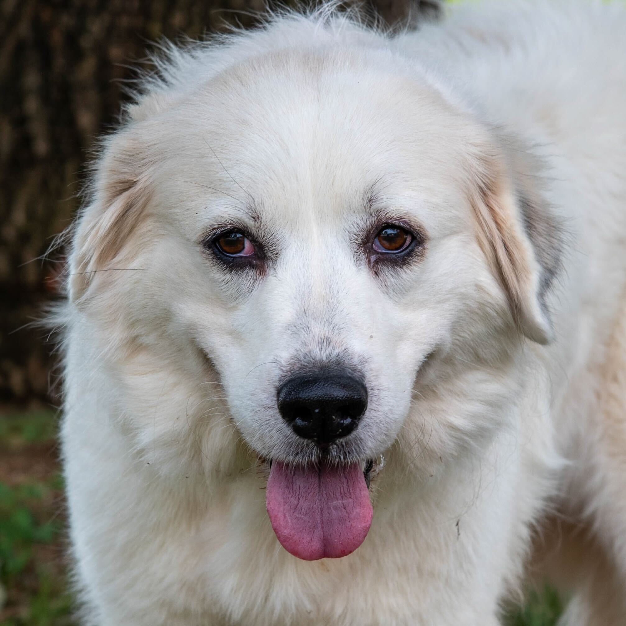 Dog for adoption Kettle, a Great Pyrenees in East Windsor, CT Petfinder