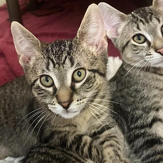 Skittles, Adoptable, Kitten Male Domestic Short Hair.