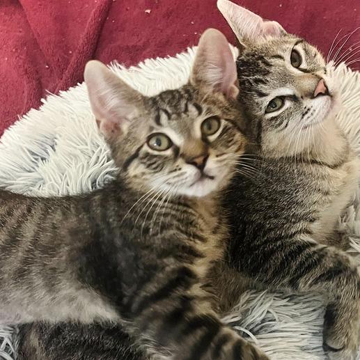Skittles, a Adoptable Domestic Short Hair in Owosso, MI image 2/3