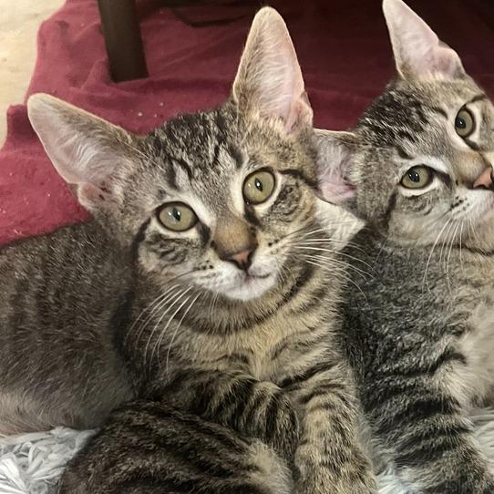 Skittles, a Adoptable Domestic Short Hair in Owosso, MI image 3/3