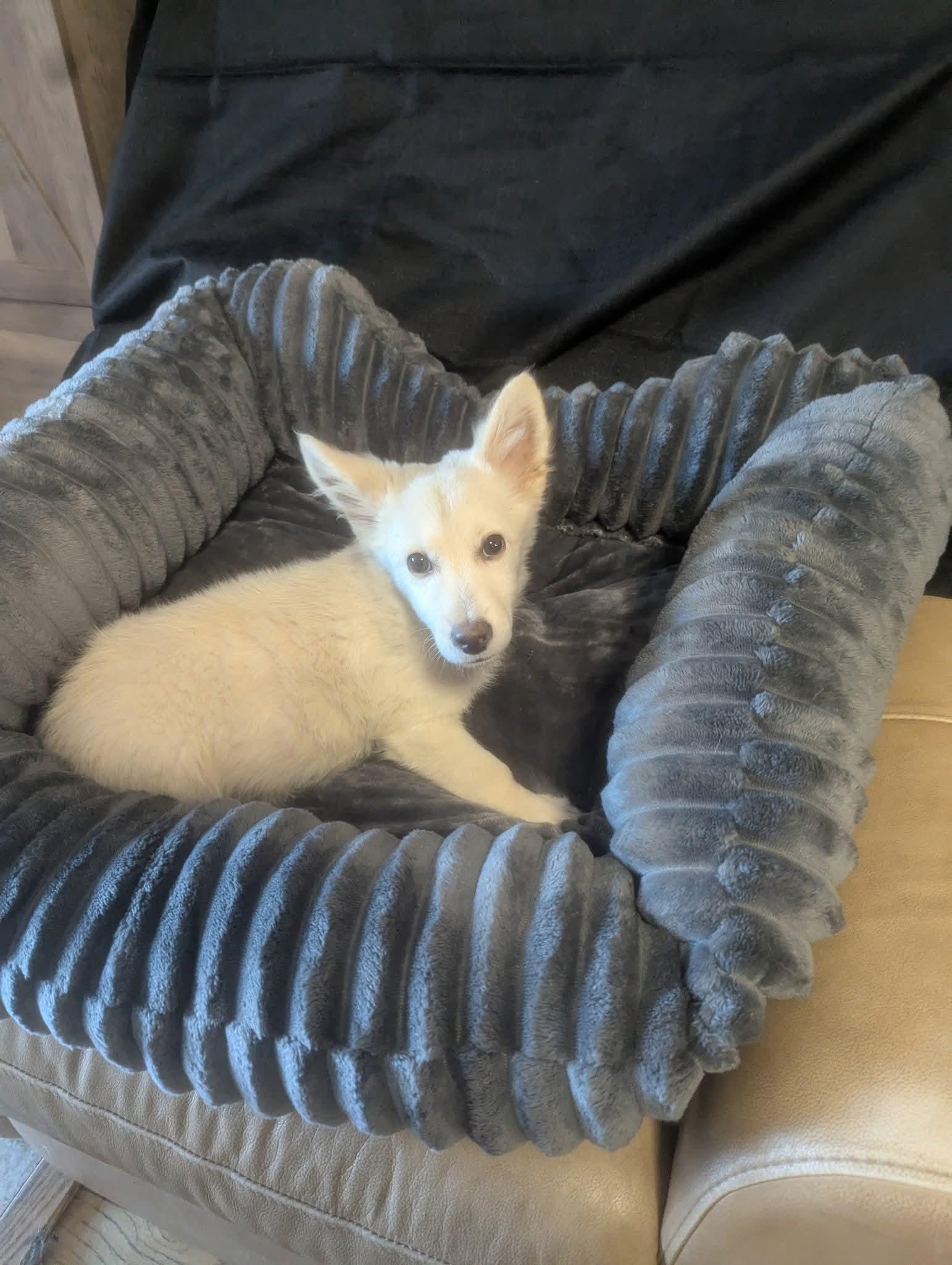 Graham, Adoptable, Young Male Cardigan Welsh Corgi.