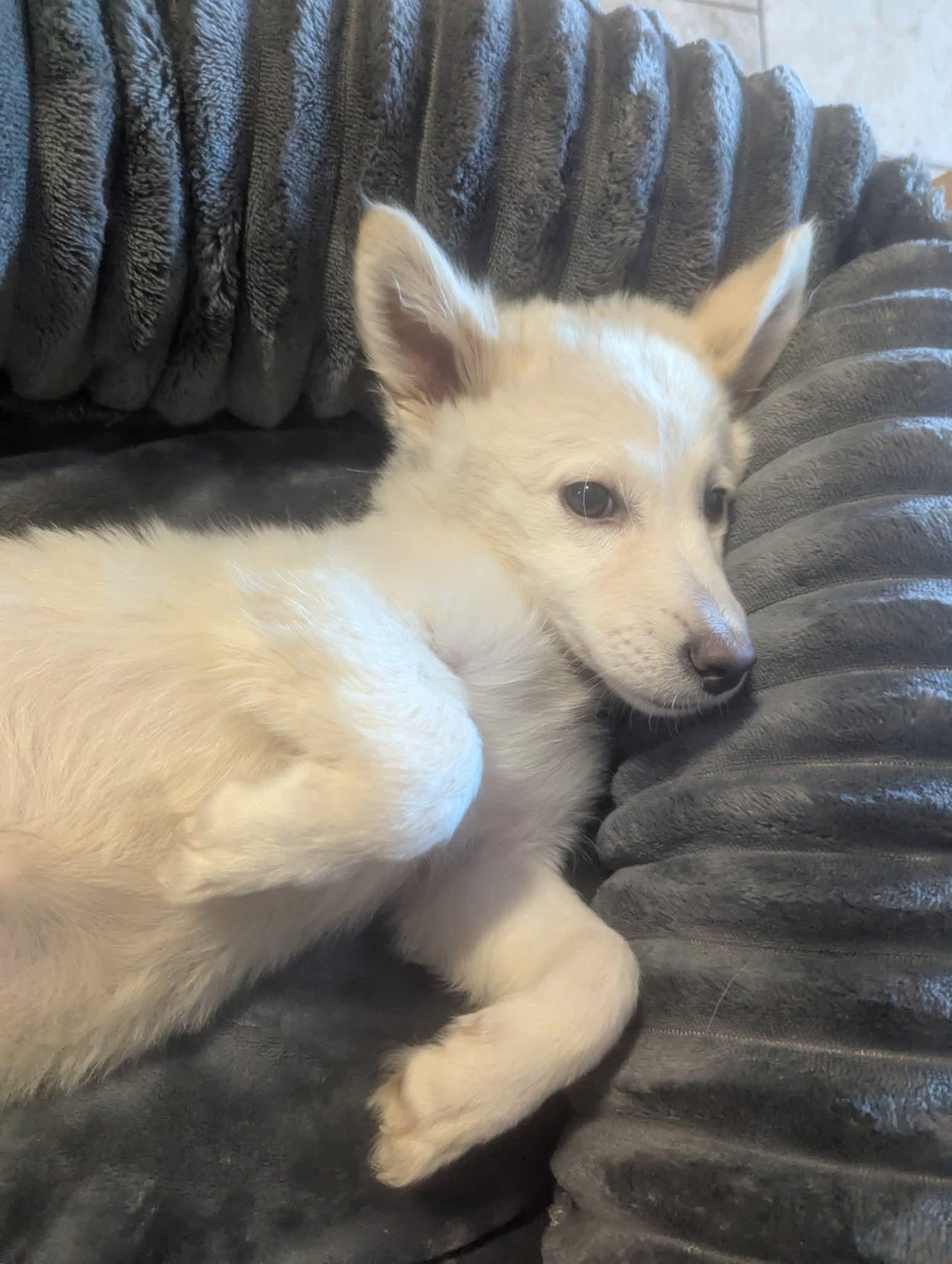 Enlarge Graham, a Adoptable mixed breed in Oakland, CA image 2/6