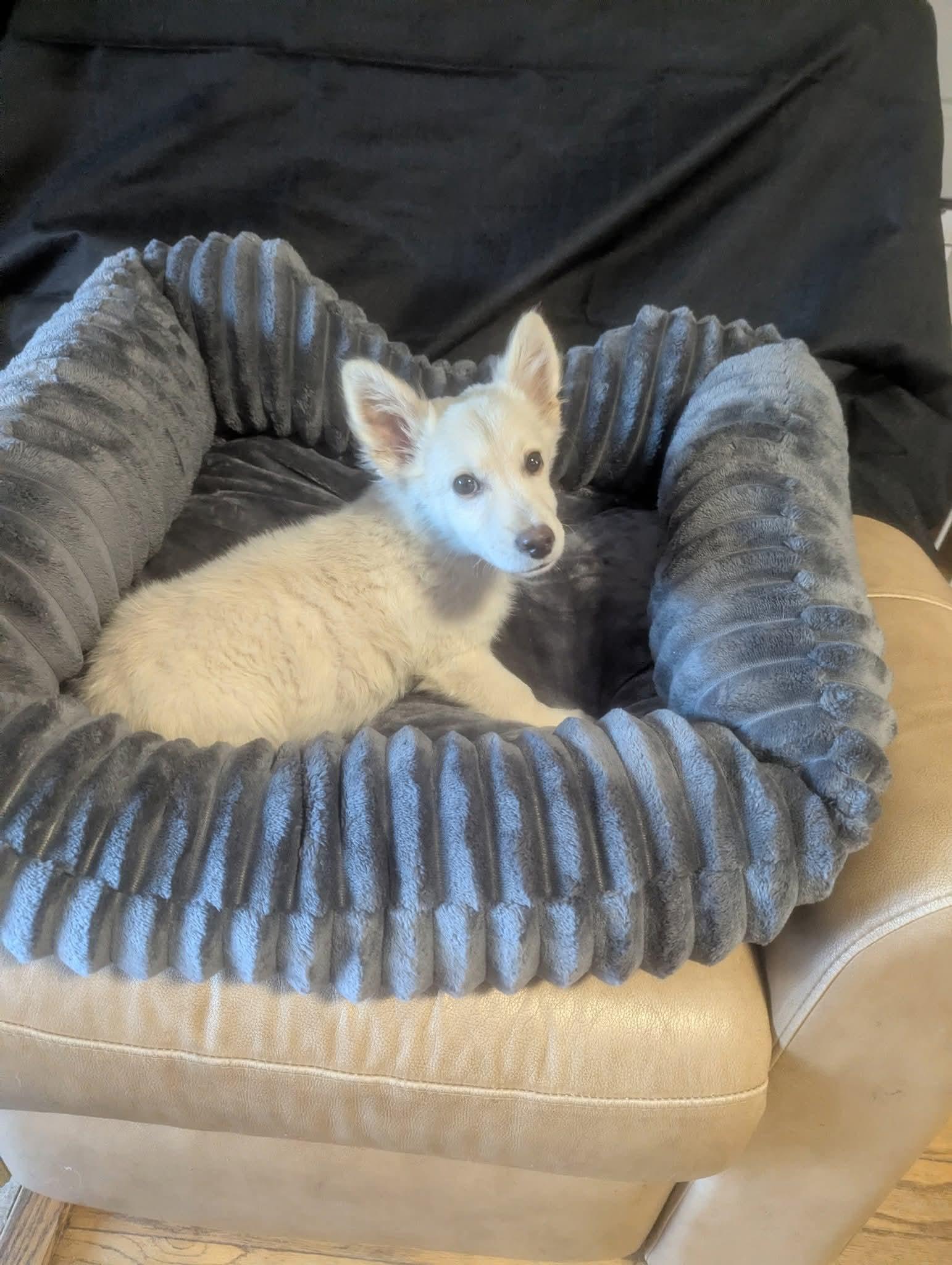 Enlarge Graham, a Adoptable mixed breed in Oakland, CA image 3/6