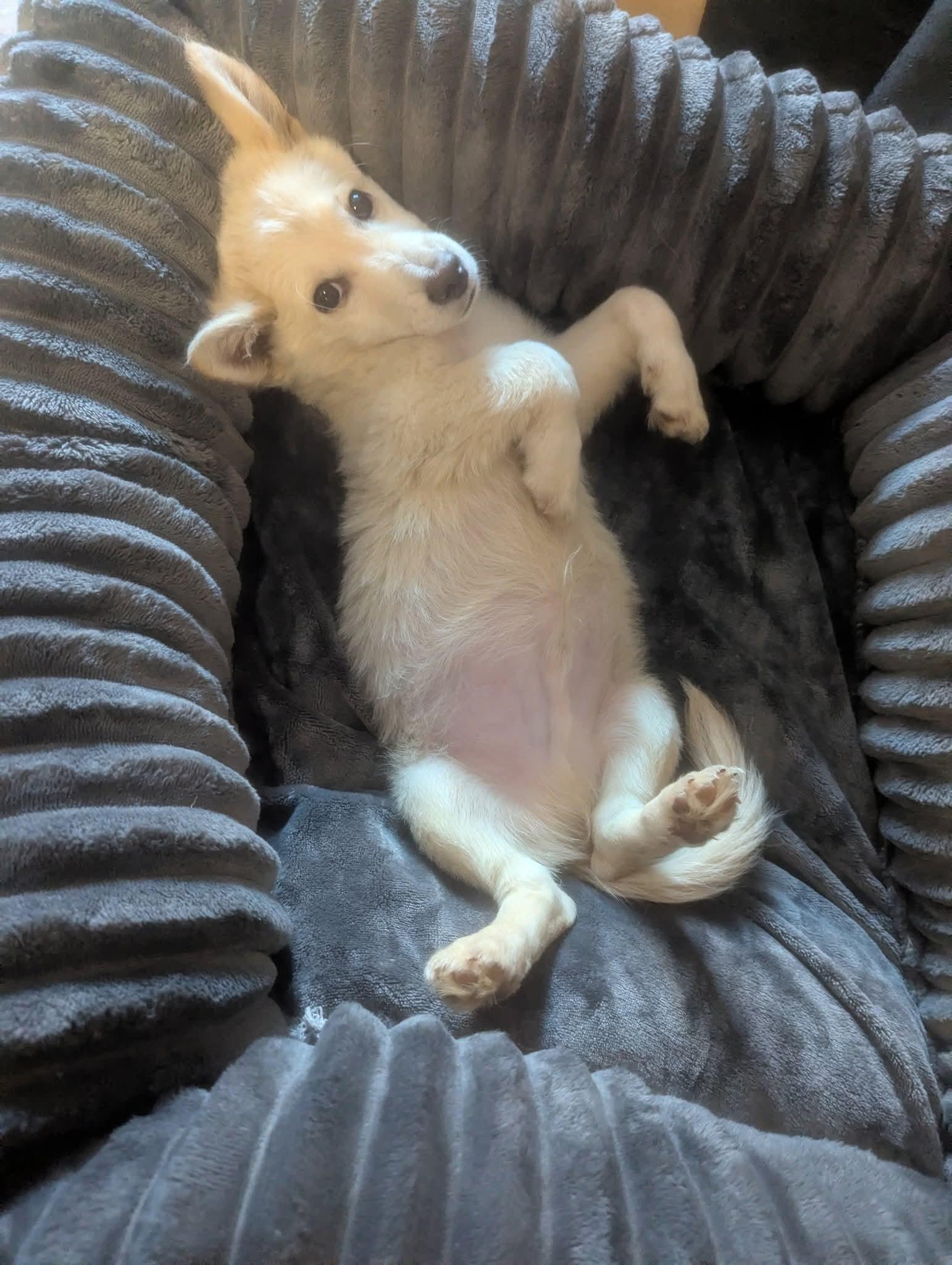 Enlarge Graham, a Adoptable mixed breed in Oakland, CA image 4/6