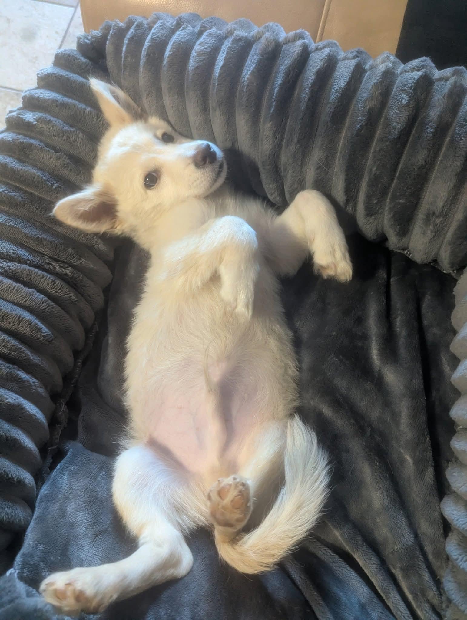 Enlarge Graham, a Adoptable mixed breed in Oakland, CA image 5/6