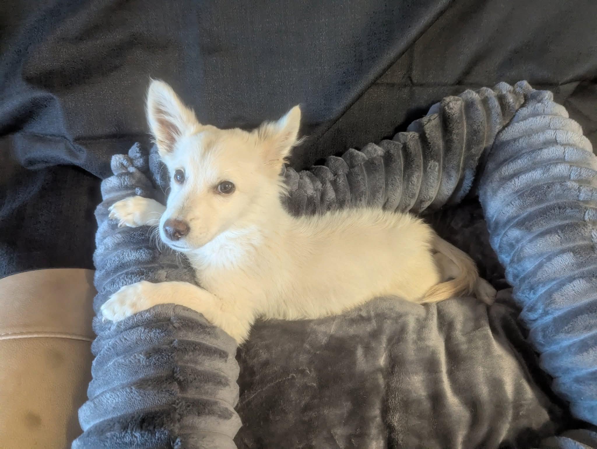 Enlarge Graham, a Adoptable mixed breed in Oakland, CA image 6/6